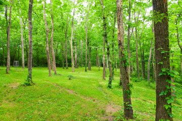 Beautiful green forest at sunny summer day.