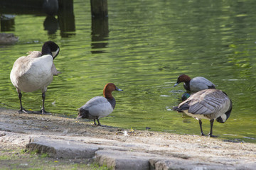 Gänse © BURDE Photography