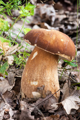Porcini