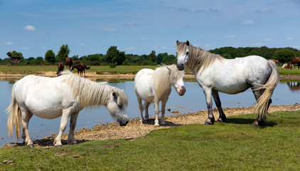 White ponies by lake