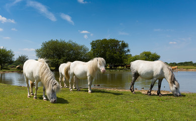 Fototapeta premium White ponies by pond
