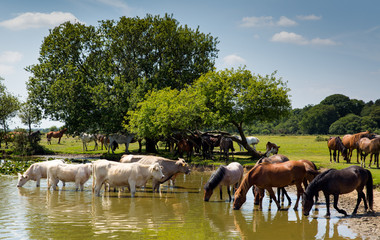 Cows and ponies together at lake