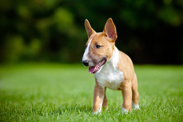 miniature english bull terrier puppy standing outdoors
