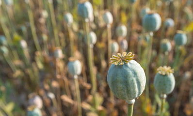 Papaver seed capsules