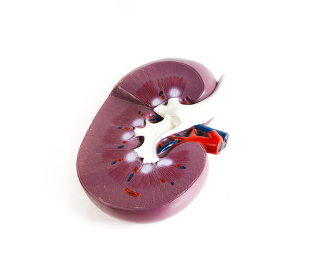anatomical model of kidney isolated on a white background