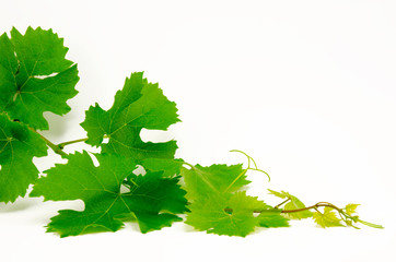 Weinrebentrieb