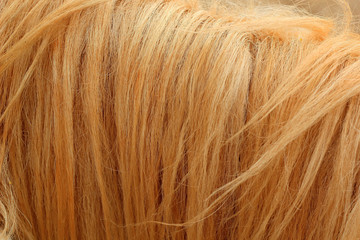 Background houses fur.