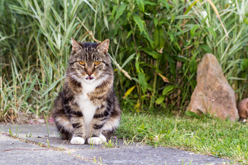 Hauskatze Sitzt am Stein