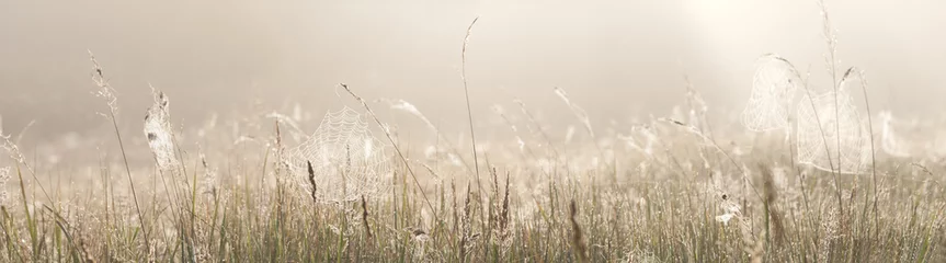 Foto op Plexiglas Grass field with spider webs © RistoH