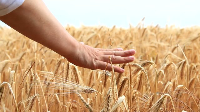 Rye - stroke with hand