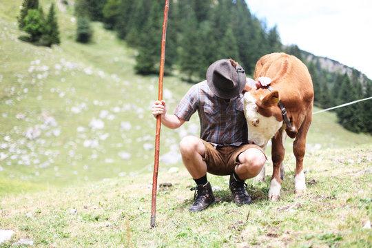 Hirte mit K&uuml;hen