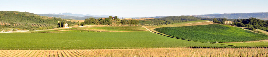 Vista panoramica di un vigneto nella verde campagna toscana