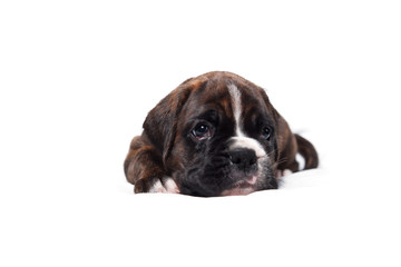 boxer welpe mit weißen hintergrund