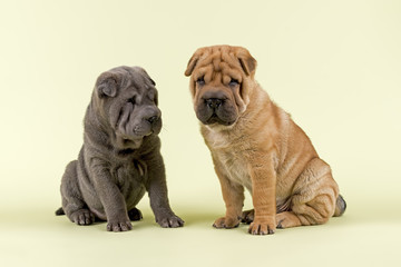 Hunde-Shar-Pei-2013