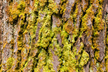 Tree Bark Texture
