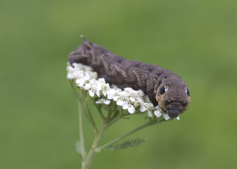 An elephant hawk-moth caterpillar = Deilephila elpenor.