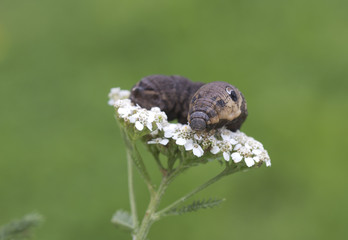 An elephant hawk-moth caterpillar = Deilephila elpenor.