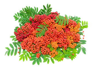 ripe rowan berries and leaves isolated on white background