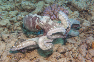 Octopus on a coral reef