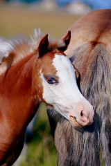 Portrait of a red foal on a pasture.