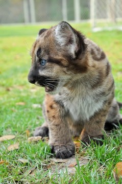 Baby Puma