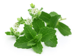 Stevia – A substitute of sugar with flower