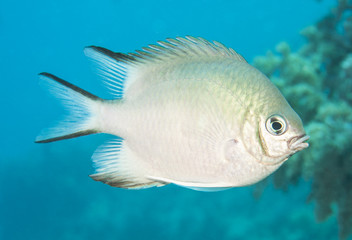 Naklejka premium Pale damselfish swimming in blue water