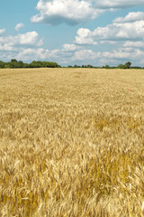 Golden wheat field