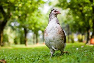 hen on the grass