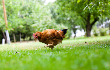 chicken on the grass