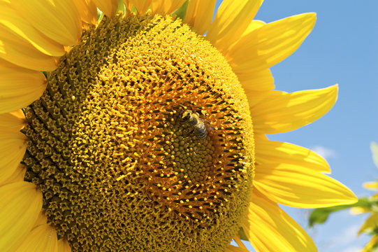 Sunflower with bee.
