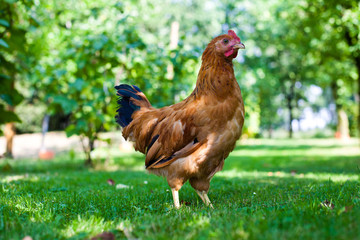 chicken on the grass