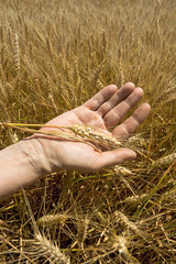 Wheat ears in the hand.