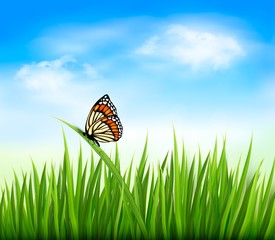 Nature background with green grass and a butterfly. Vector.