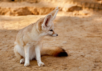 Fennec fox - 54787798