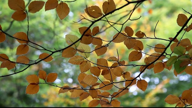 Autumn leaves.European beech forest.