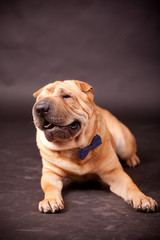 Sharpei dog in studio