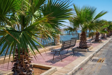 Fototapeta premium Palm trees promenade on a sunny day