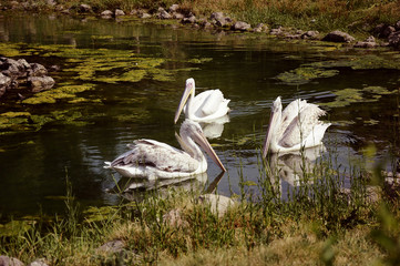 pelicans floating