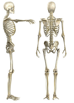 Anatomische Darstellung menschliches Skelett 2