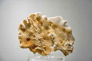 Museum specimen of fossilized coral