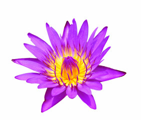 Single lotus flower isolated on white background