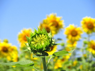 つぼみのヒマワリ