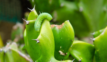 Caterpillar on Cactus