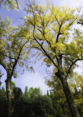 Vegetation of Fonti del Clitunno Park in Umbria