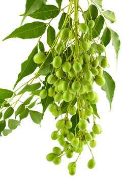 neem, azadirahta indica, lilas des Indes