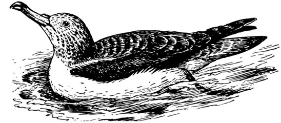 Bird Streaked Shearwater