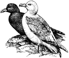 Bird Northern Fulmar
