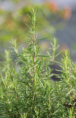 Fototapeta na wymiar Rosemary plant
