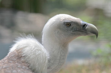 Griffon vulture portrait
